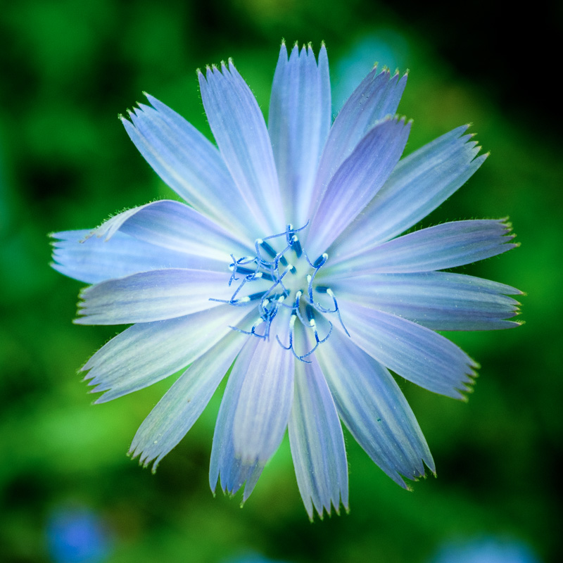 Chicory blossom