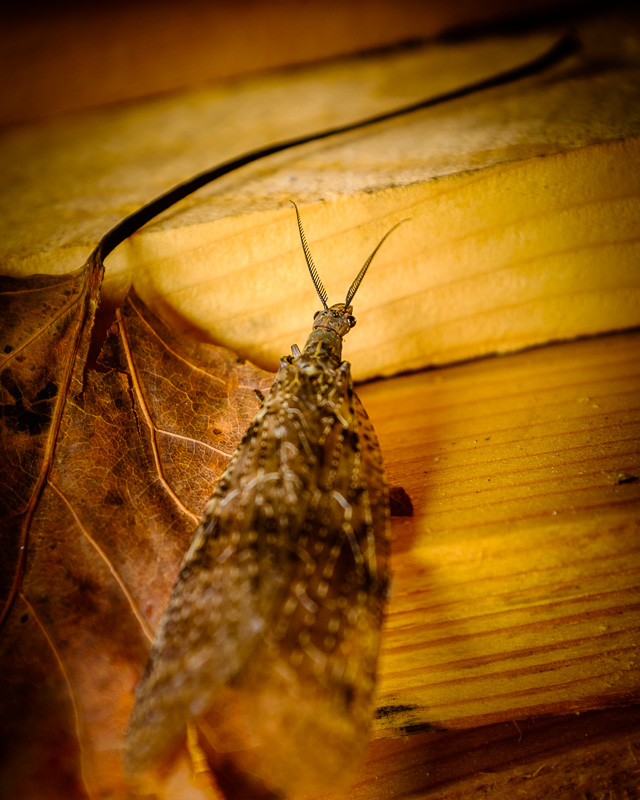 female Dobsonfly