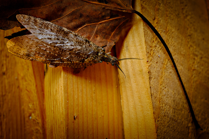 female Dobsonfly 2