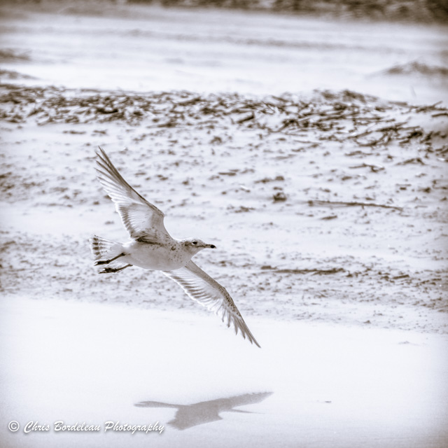Seagull gliding over the beach