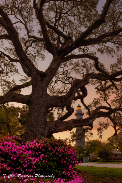 Through the boughs of a great oak Saint Simons Lighthouses stands against a twilight sunrise.